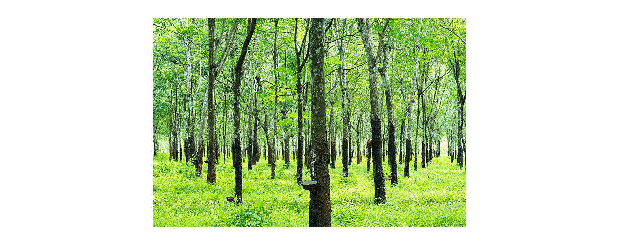 Lit traditionnel japonais Futon en promotion - Futon Élite